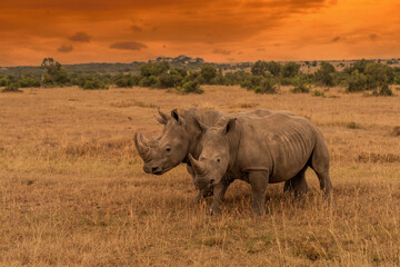 Fototapeta premium White Rhinoceros Ceratotherium simum Square-lipped Rhinoceros at Khama Rhino Sanctuary Kenya Africa.