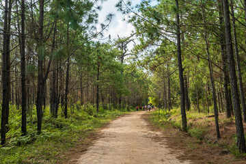 Fototapeta na wymiar pathway with pine forest at Phu Kradueng National Park, Loei, Thailand