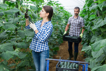 Confident woman harvests ripe cucumbers in greenhouse