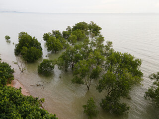 Partially submerged trees on the seashore during high tides. Selective focus points