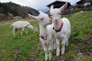 じゃれある子ヤギ