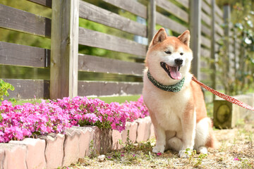 自然の中でおすましする柴犬