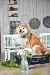 Foto op Plexiglas ナチュラル系雑貨店でおすましする茶毛の柴犬 © studio Hoto