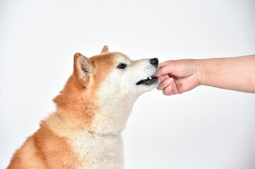 おやつ、ごはんをもらう柴犬