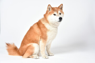 Fototapeta premium 茶毛の柴犬のシンプルなポートレート