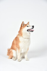 茶毛の柴犬のシンプルなポートレート