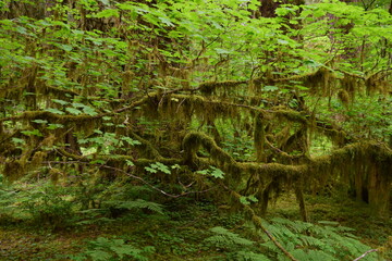 Olympic National Park, Washington, USA