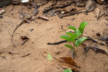 A few young tree shoots growing on the seashore. Selective focus points