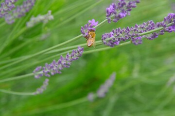 ラベンダーと蜂