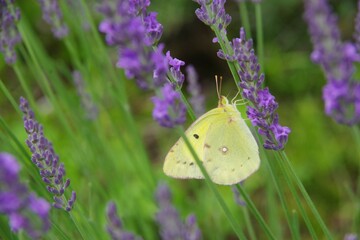 ラベンダー　ラベンダー畑　蝶