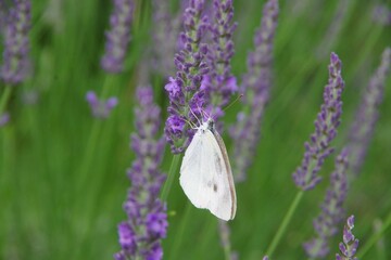 ラベンダー　ラベンダー畑　蝶