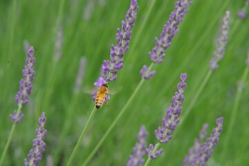 ラベンダー　ラベンダー畑　みつばち
