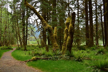 Olympic National Park, Washington, USA