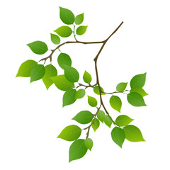 新緑　葉　木　アイコン