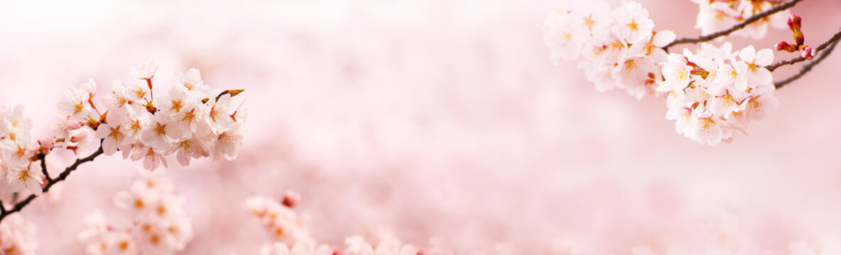 Spring Cherry blossoms in full bloom. Title header dimension image.