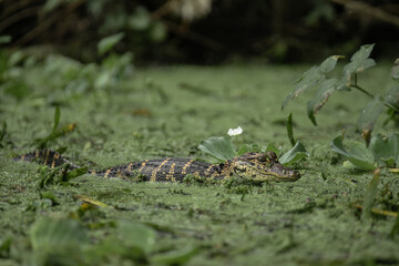 Baby Alligator Swimming in the Silver River, Silver Springs State Park, Florida