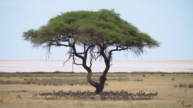 Springbok antelope in the wild. Safari in Africa, African savannah wildlife.