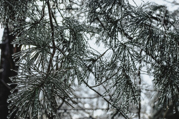 Frozen pine needles