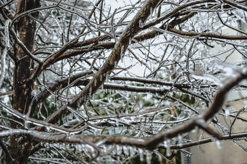 Frozen branches