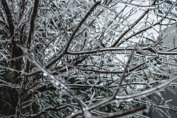 Frozen branches