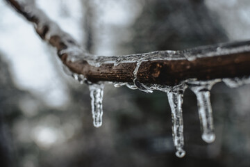 Closeup of a frozen icy branch