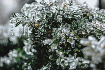 Frozen branches and leaves
