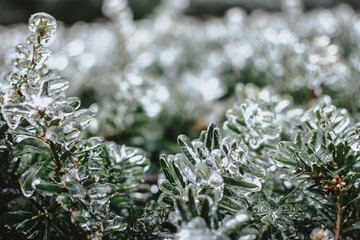 Frozen branches and leaves