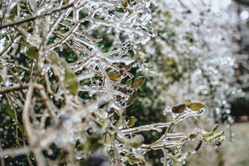 Frozen branches in bush
