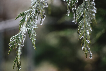 Frozen leaves closeup