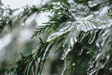 Frozen leaves closeup