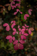 Fototapeta premium Red Leaves On Bright Green Stems