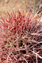 Red Tips Of California Barrel Cactus Spines Appear To Be Tangled In Knots