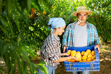 Fototapeta premium Portrait of couple of happy farmers harvesting ripe peaches in fruit garden