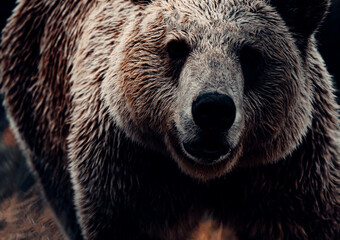 Brown Bears Pacing in Forest