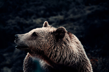 Brown Bears Pacing in Forest