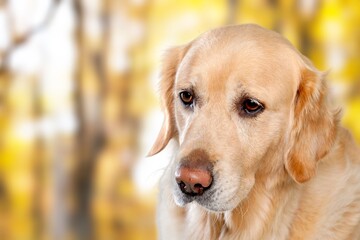 Beautiful dog portrait in a garden and looking to the side. Dog background.