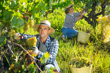 Naklejka na ściany i meble Successful male owner of vineyard gathering harvest of ripe white grapes on sunny autumn day