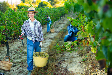 Portrait of woman gardener in medical mask with basket of grapes in vineyard at summertime