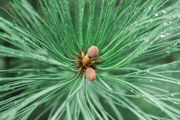 Close-up of a spruce branch with small cones on it. Nature after the rain with droplets.