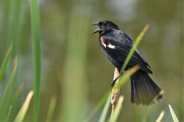 Male Red-winged blackbird standing on a cattail, mouth open, singing.