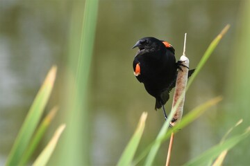 Male Red-winged blackbird standing on a cattail, mouth open, singing.