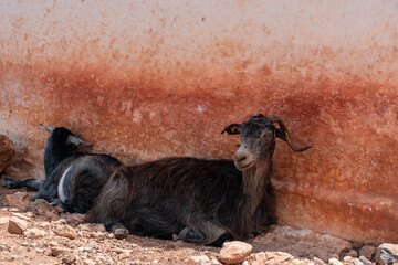 Village Goats Resting