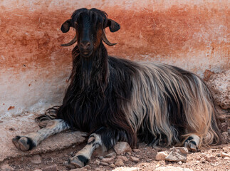 Village Goat Resting