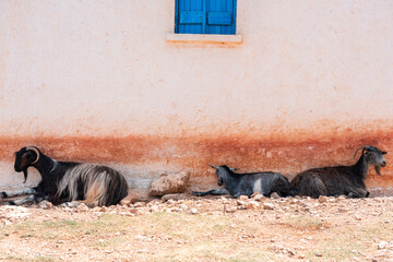 Village Goats Resting