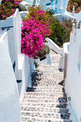 Blossoming Bougainvillea Flowers in Santorini Greece
