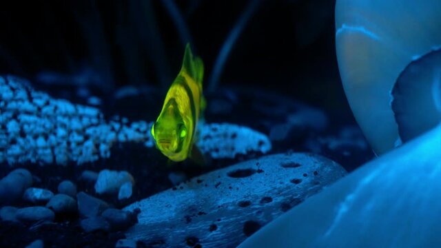 A yellow fluorescent Sumatra Barb fish gulps water.