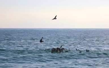 Fototapeta na wymiar Flock of seagulls in the sea