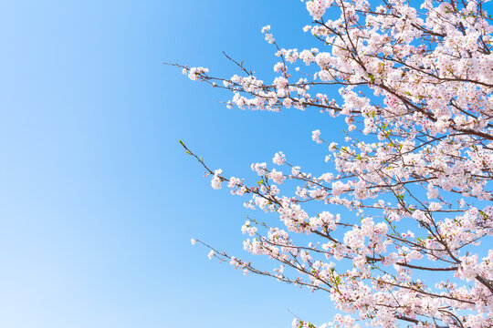 春の青空と桜の花