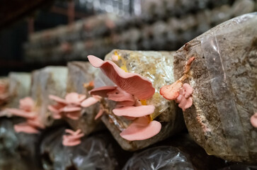 mushrooms growing in plastic bag