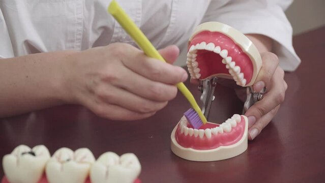 dentist brushes teeth on the layout of teeth